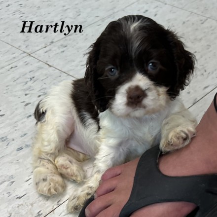 puppy, for, sale, Cockalier, Joe & Cherri  Overlease, dog, breeder, Miller, MO, dog-breeder, puppy-for-sale, forsale, nearby, find, puppyfind, locator, puppylocator, aca